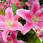 Các loài hoa cấm kỵ tuyệt đối không đặt trên bàn thờ